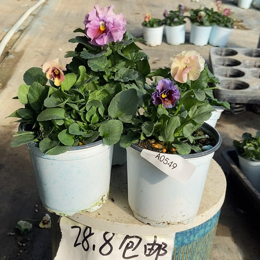 大部分花苞少量开放549