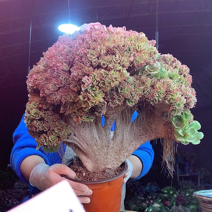 柒柒精品多肉脱土发货不包断侧枝S814