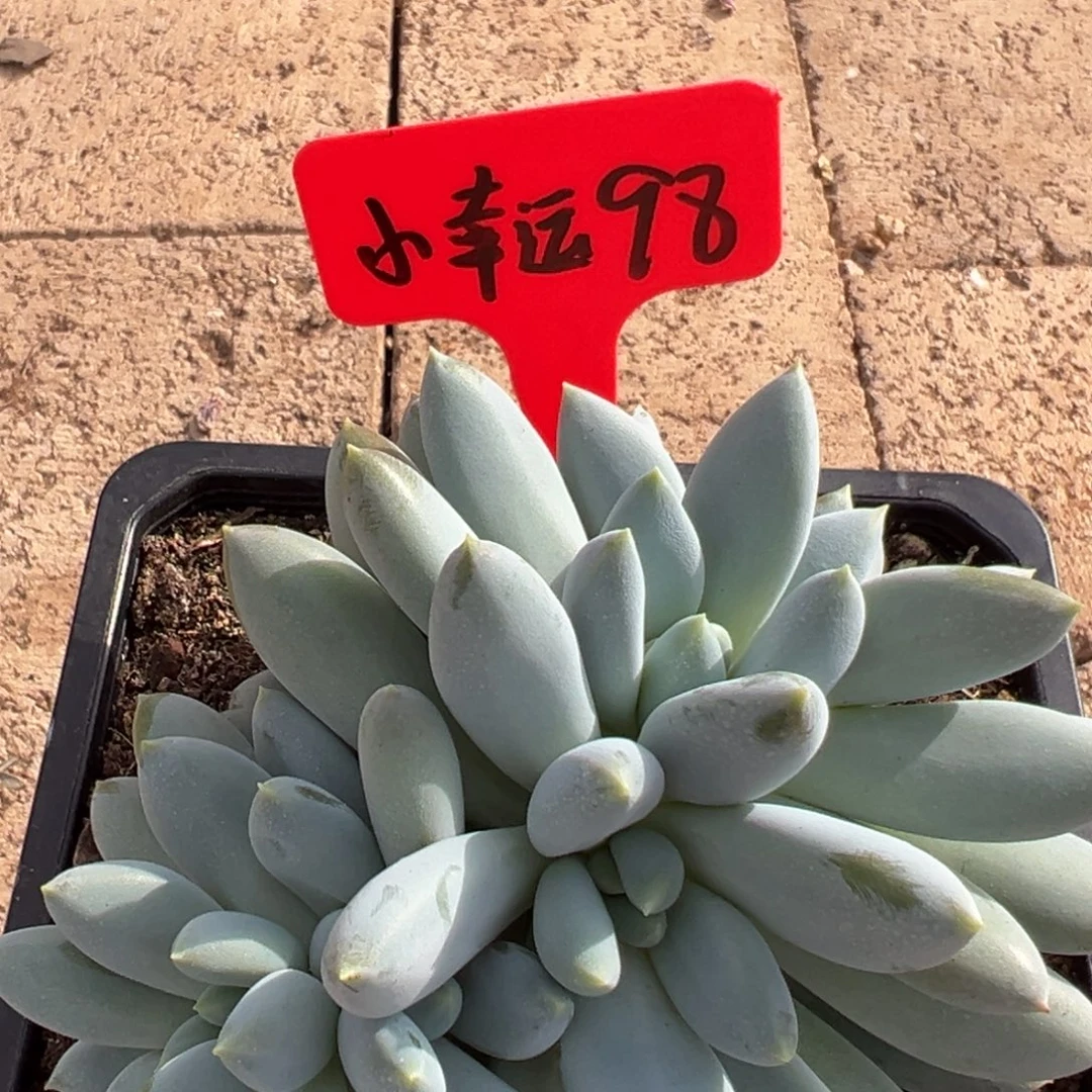 小***_小幸运 98。