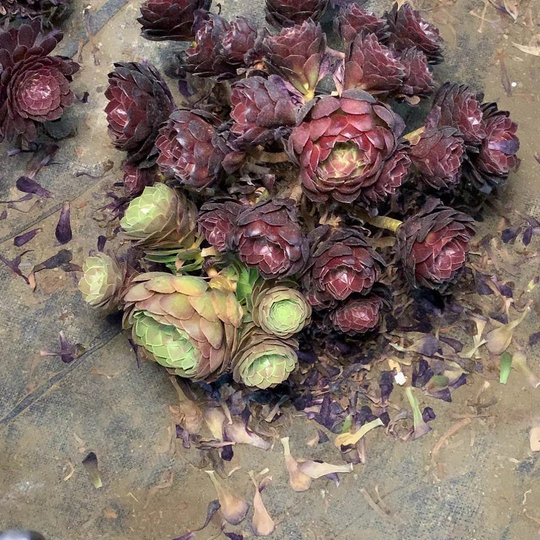 多肉多肉多肉赤焰莲26