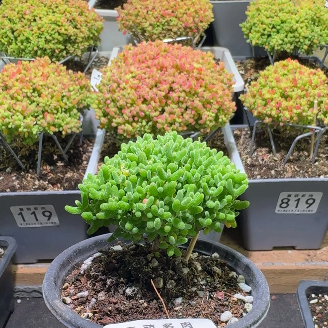 枝干番杏蜜橘糖球845