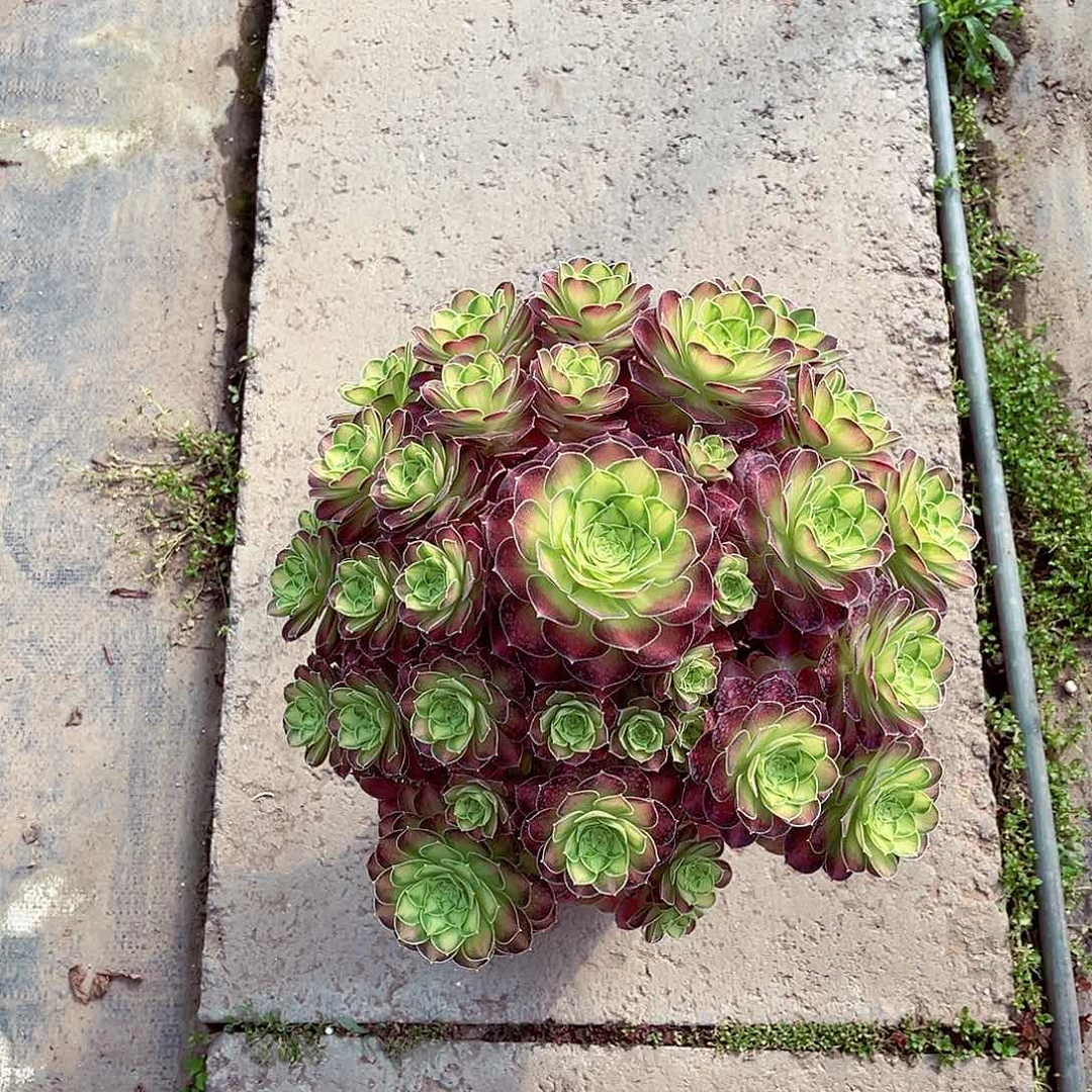 法师多肉植物韶华