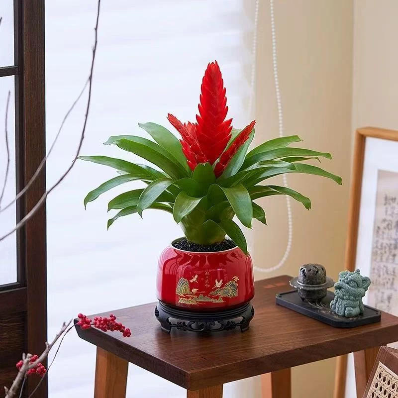 卡丽凤梨，室内绿植