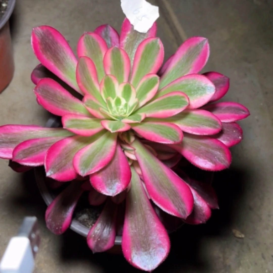 【闪购商品】65美杜莎多肉法师