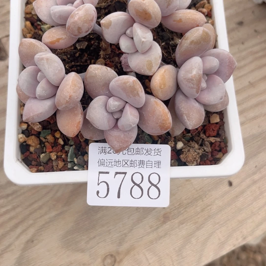 麓*5788g h j j j j j j