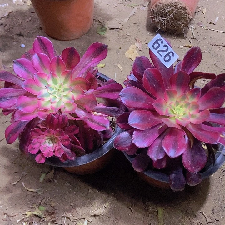 626两个老庄朵朵特价不周正