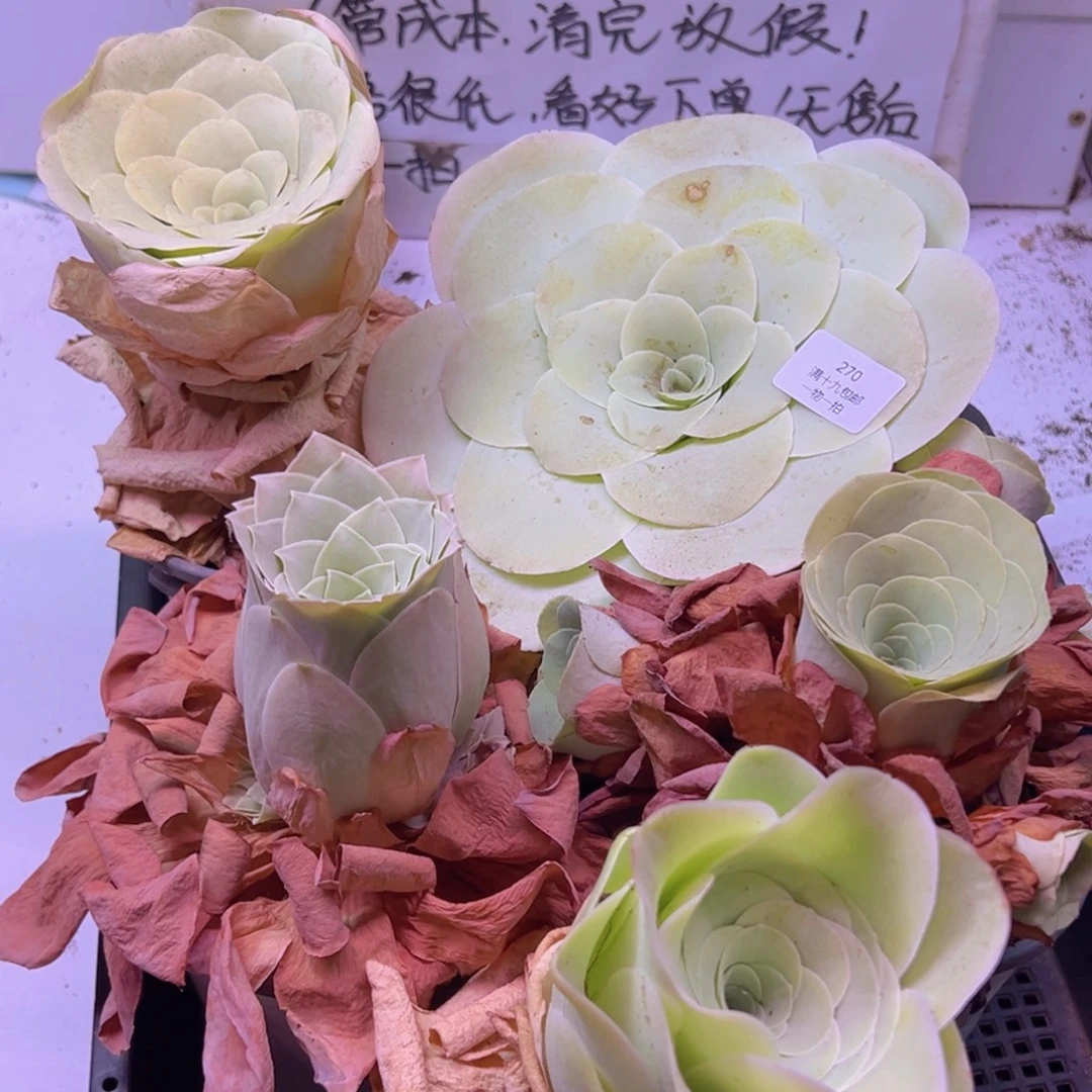 270 山地玫瑰一物一拍无售后