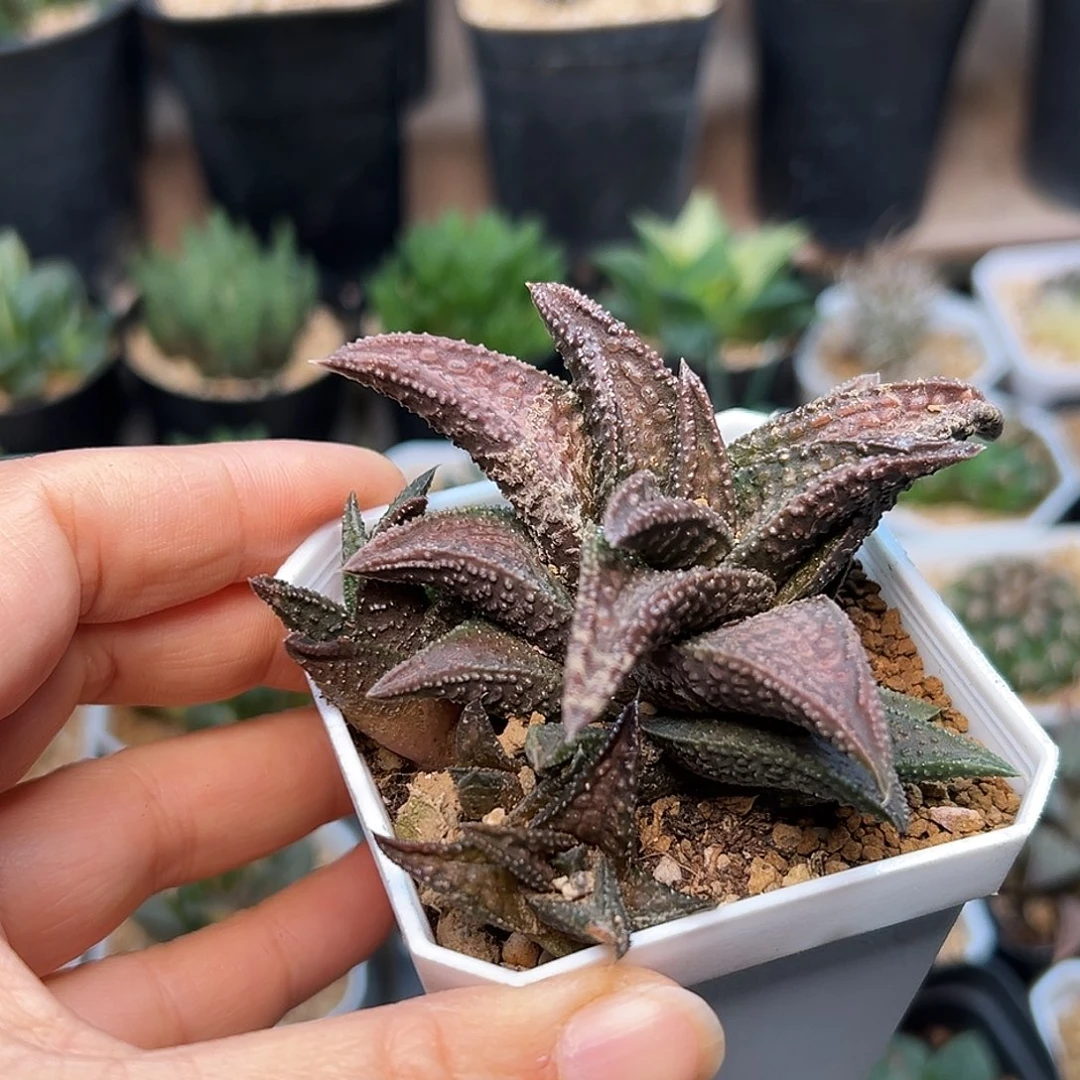 鬼瓦硬叶十二卷一颗