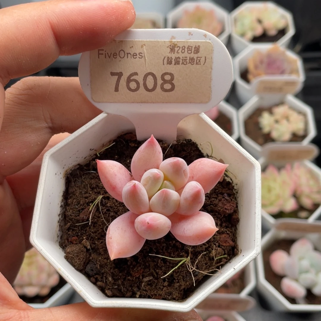 所罗门7608-4.5厘米