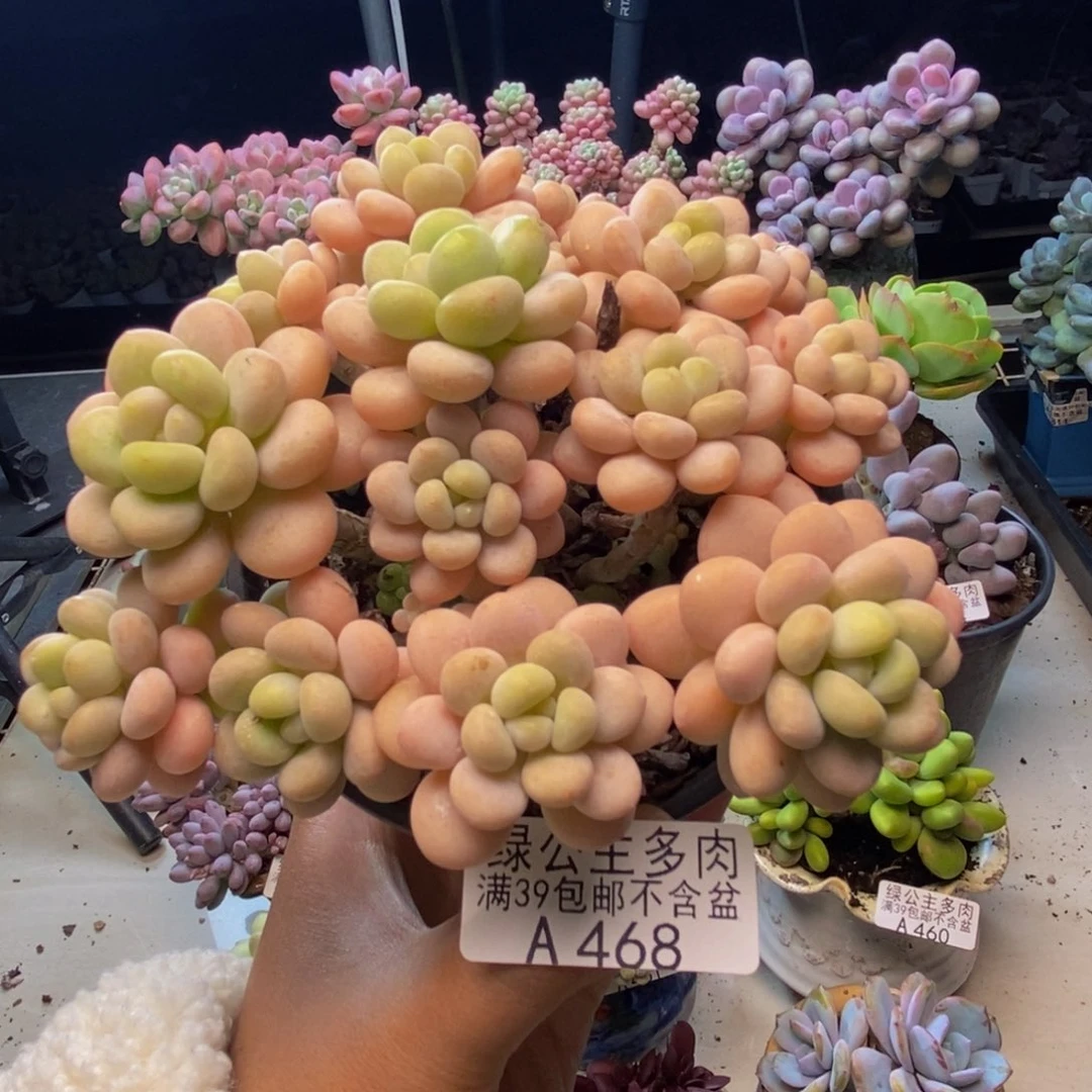 468洛可可多肉10cm
