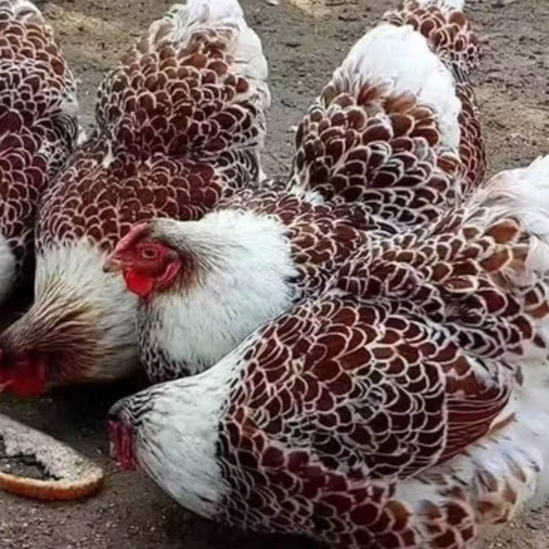 纯正怀特鱼鳞鸡宠物鸡