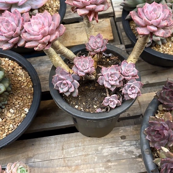 多肉植物，红粉佳人