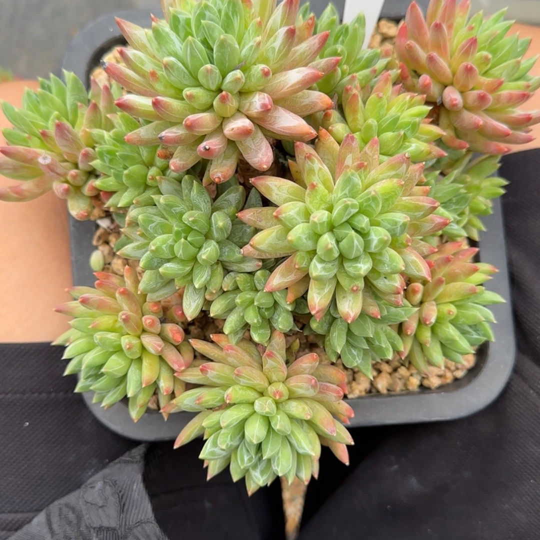 一物一拍炫彩星100