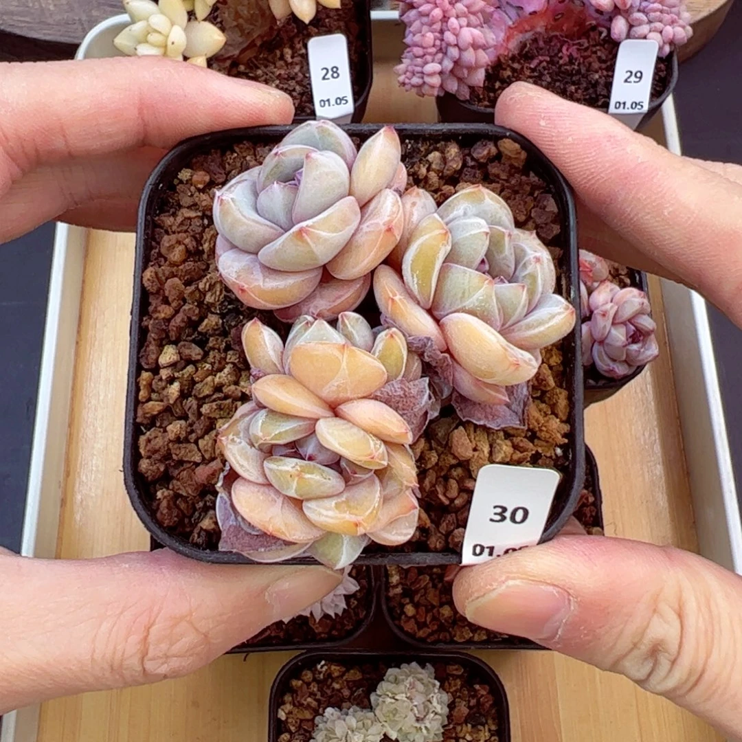 好好看39、哈哈哈哈