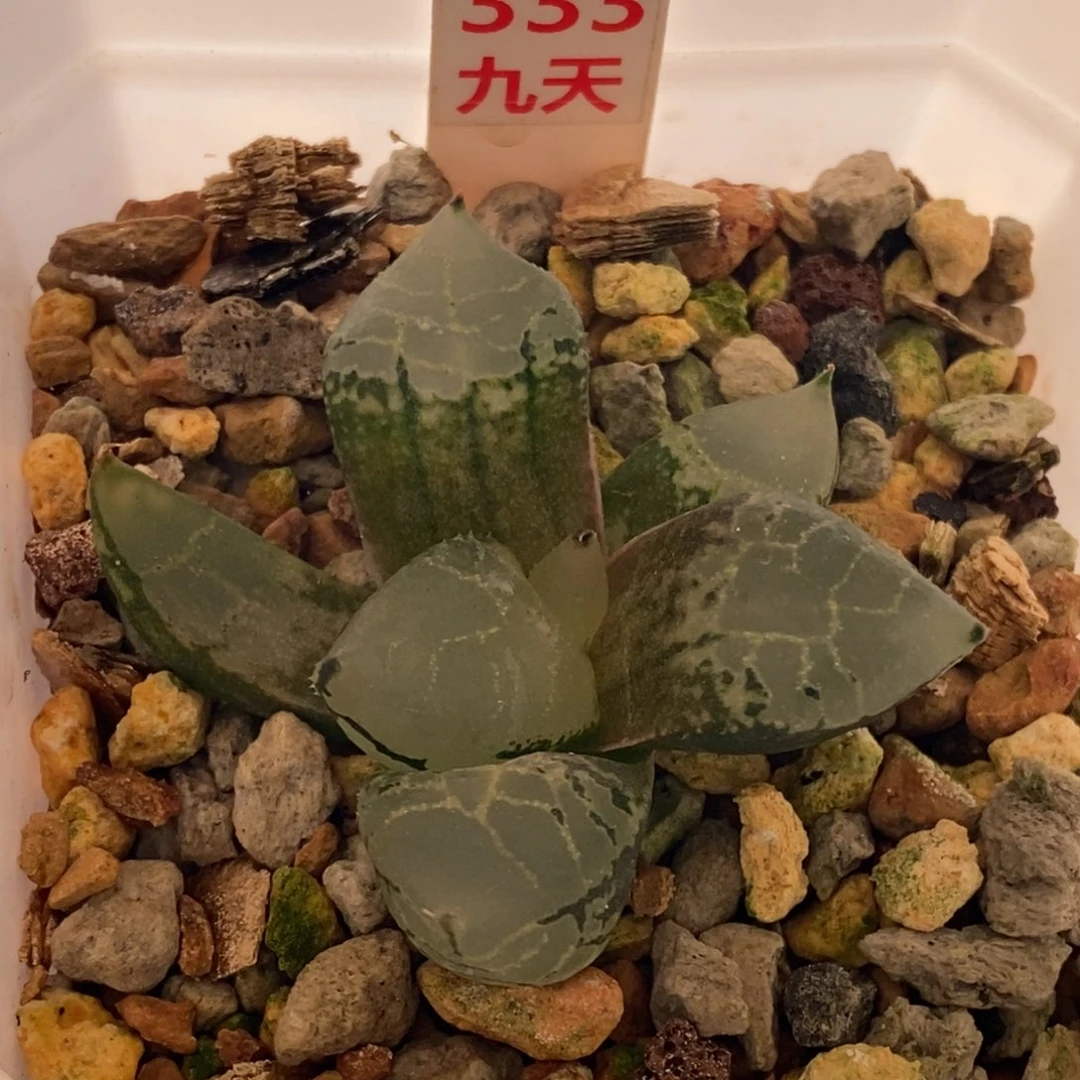 333号冰皇一物一拍