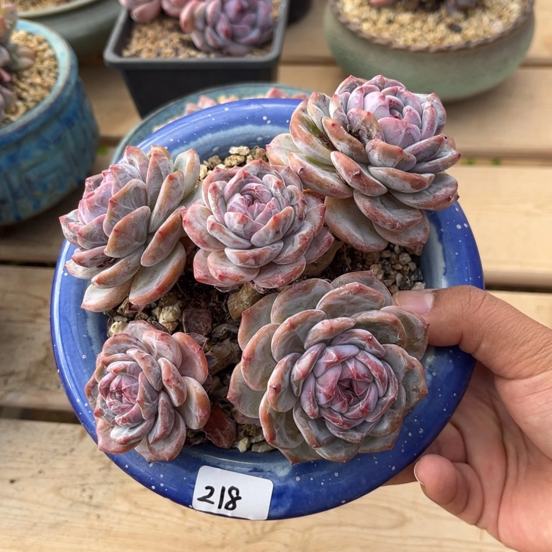 5头绿底紫心自然群