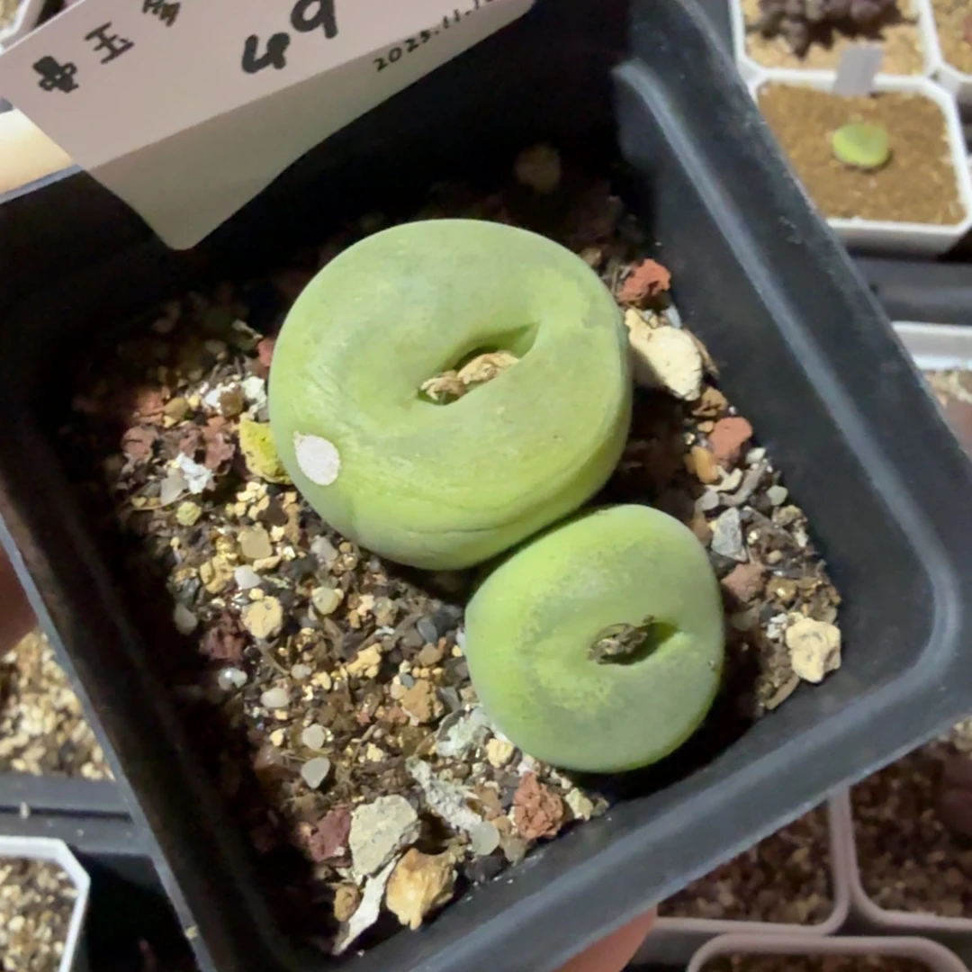 *****多肉多肉多肉11.18-049