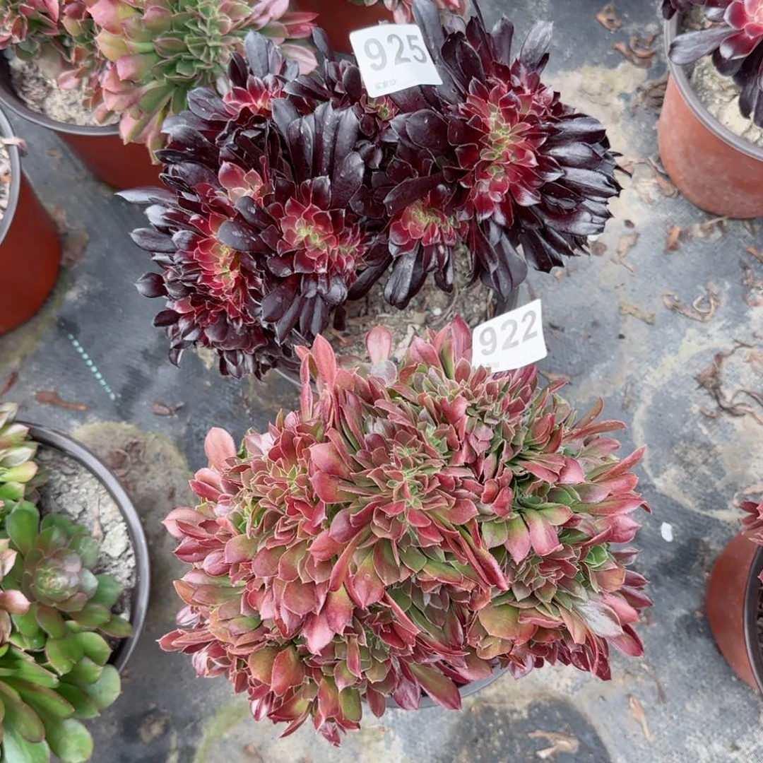 @***.922925多肉植物两棵