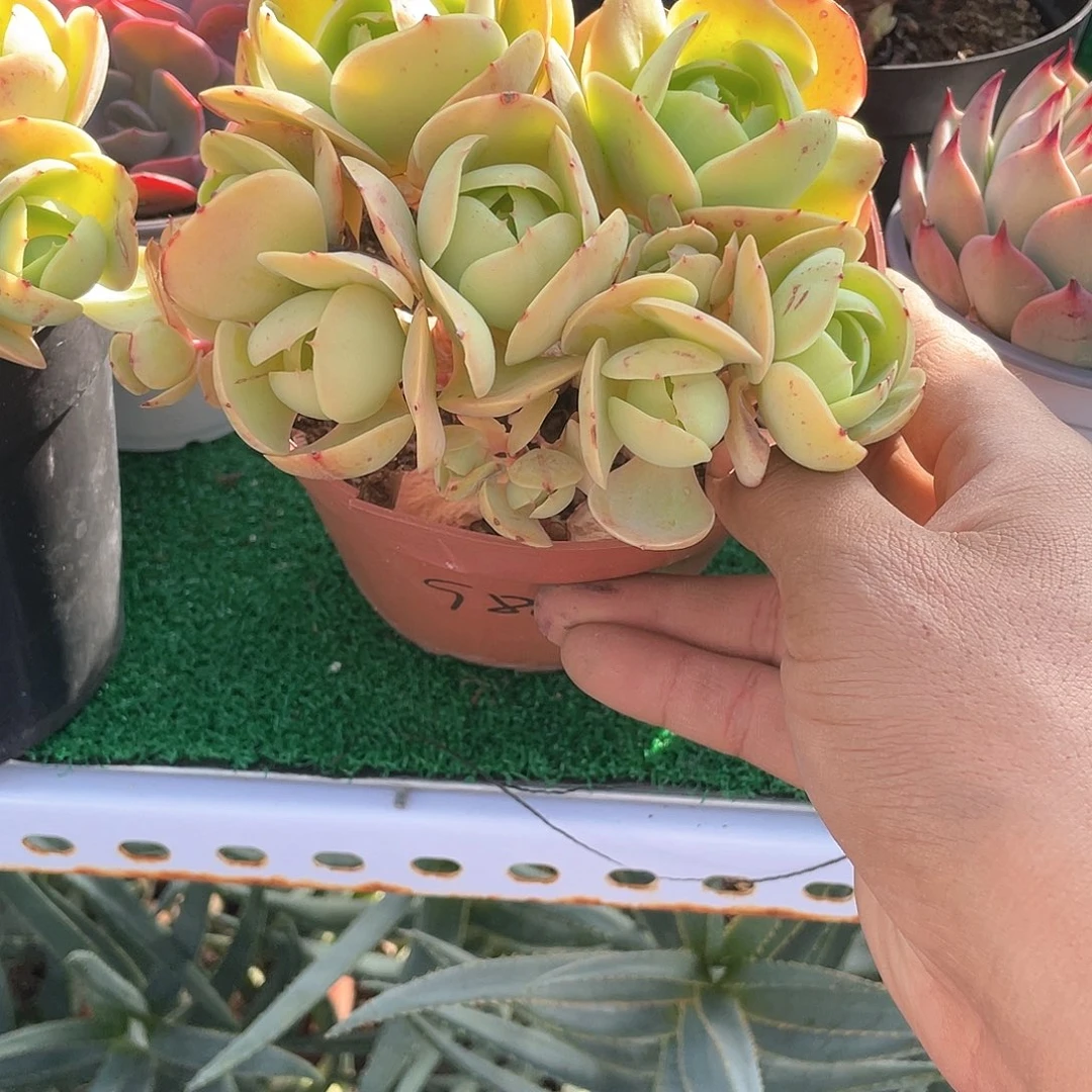 彩***斐无砍碧桃带盆发货