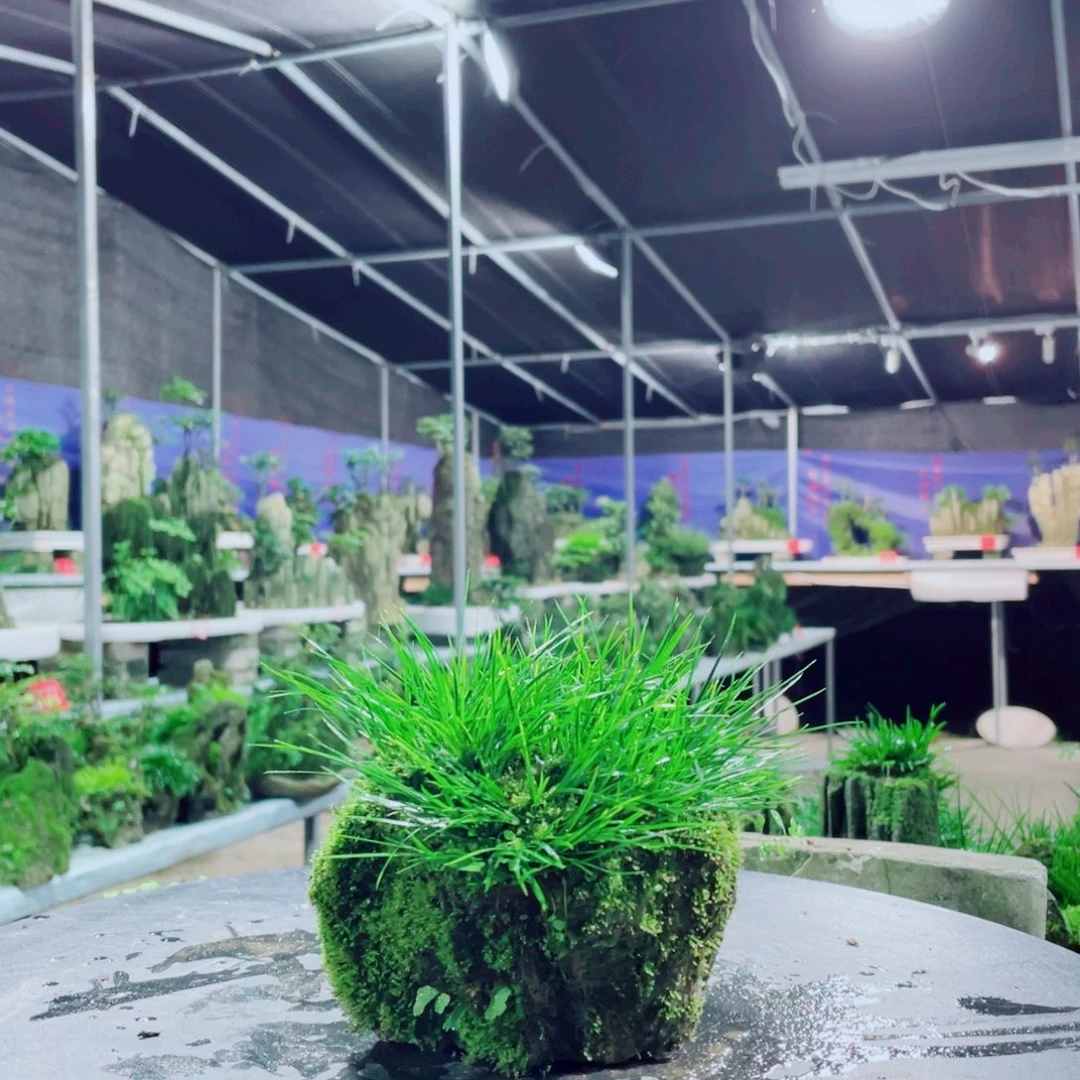 ****哥无花朵好喜欢你这首情歌