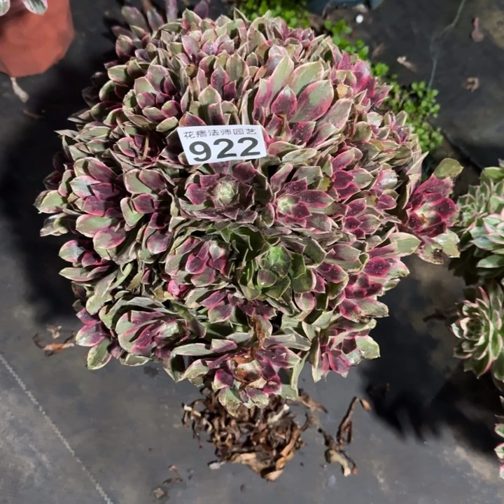 多肉浣纱922000000