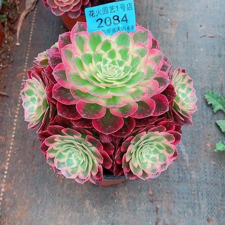 海鲜2084多肉植物