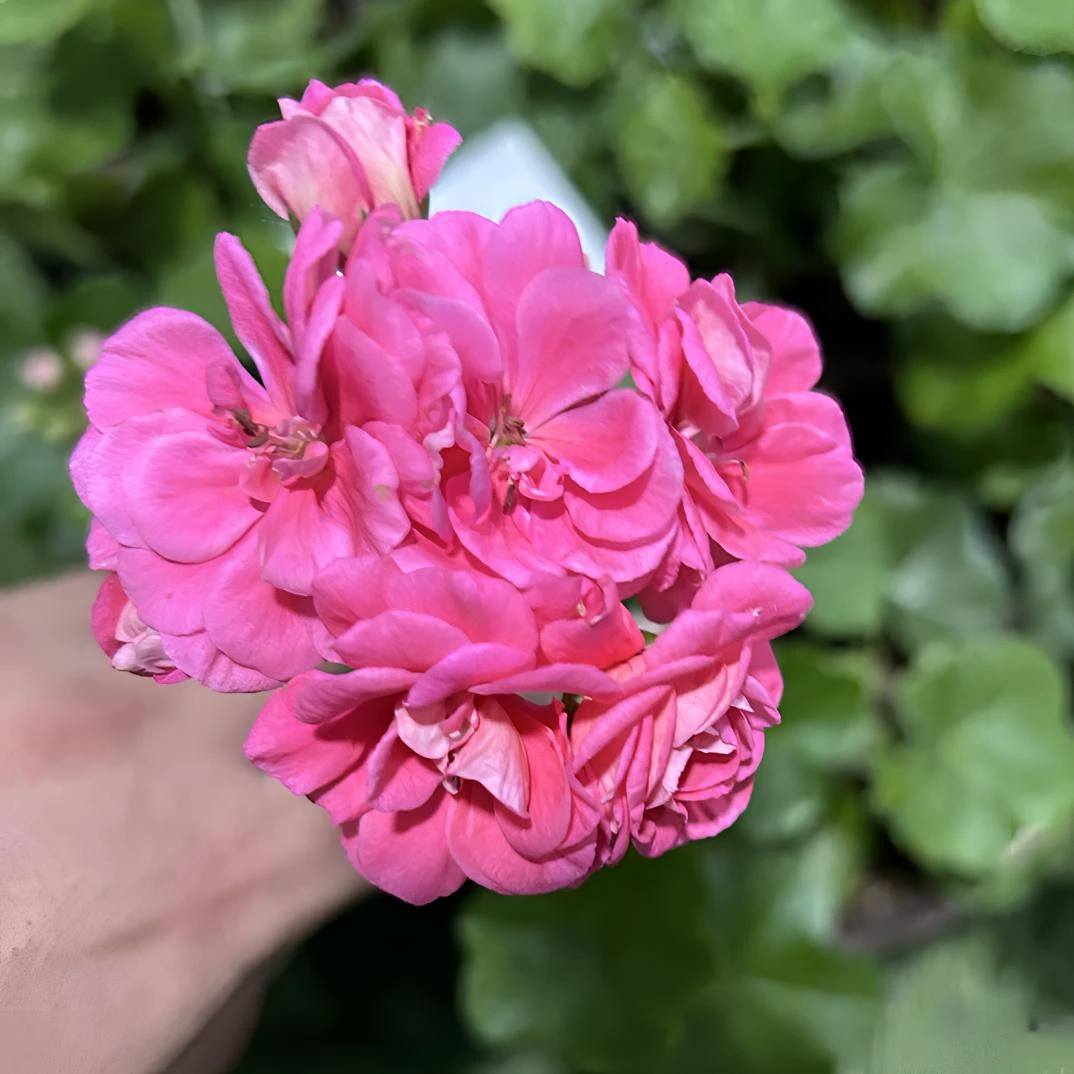 【粉女巫】垂吊天竺葵-超美花卉室内室外阳台客厅庭院好养