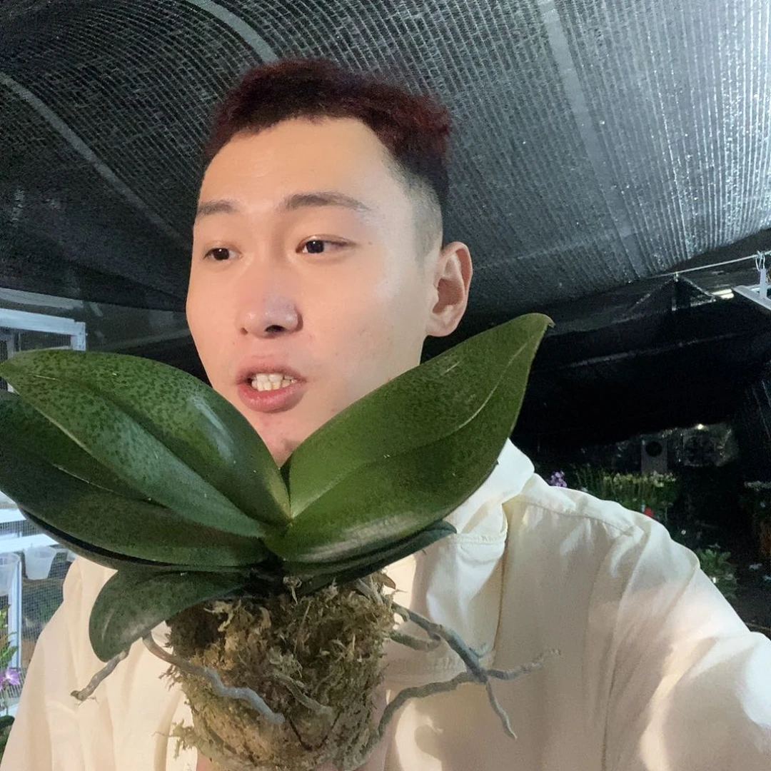 无花朵槟榔西施蝴蝶兰