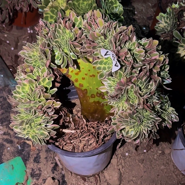 481男神多肉植物不售后