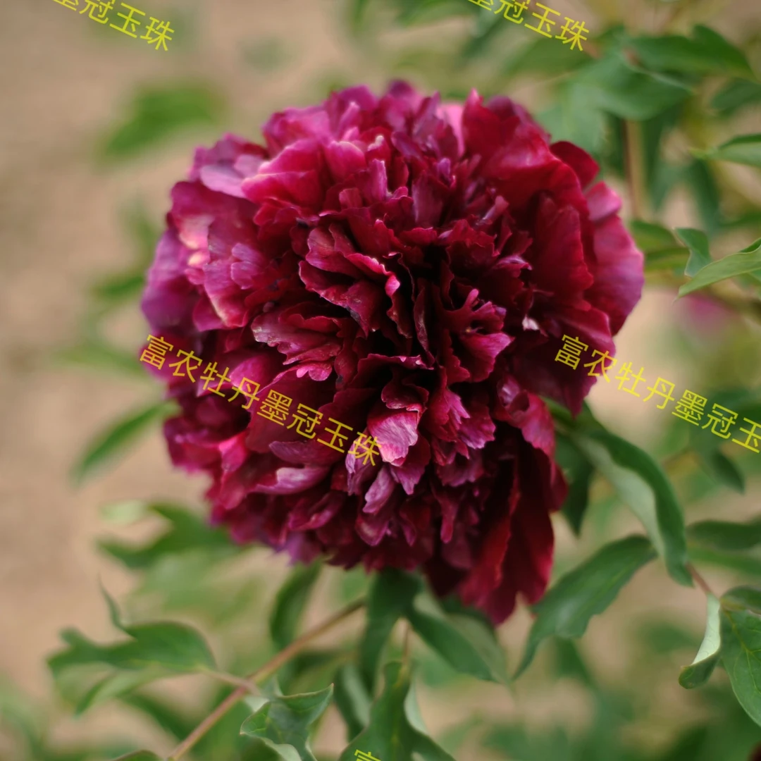 【石榴的花园专属】观赏紫斑牡丹玫瑰嫁接苗黑色系