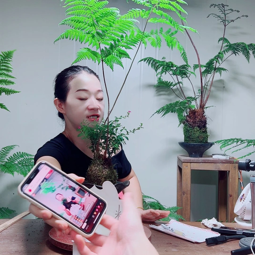 无花朵金丝虹鳞蕨