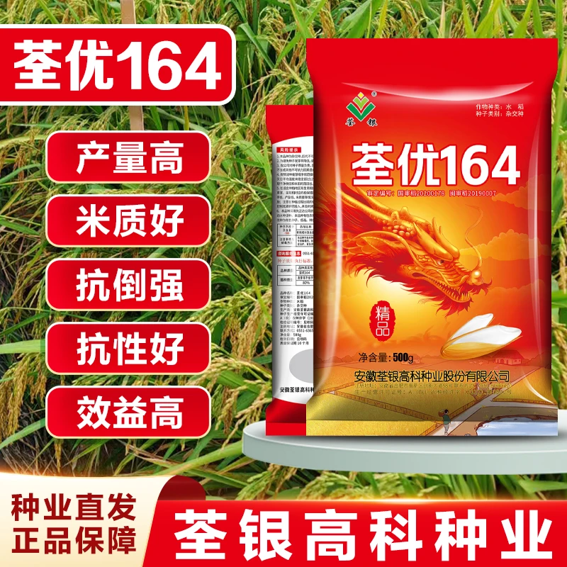 荃优164籼粳水稻种 产量高 米质好 抗性好 效益高 移栽直播、机插