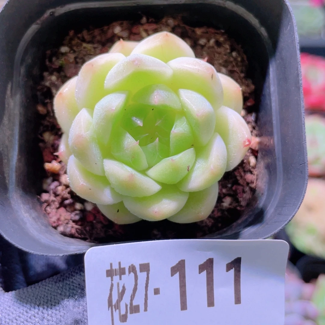花利美27-111麦秆