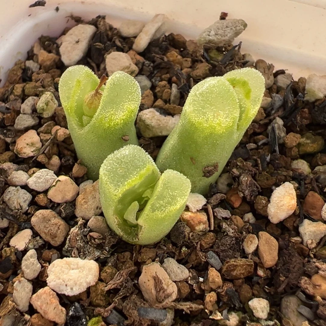 165多肉植物种类多样