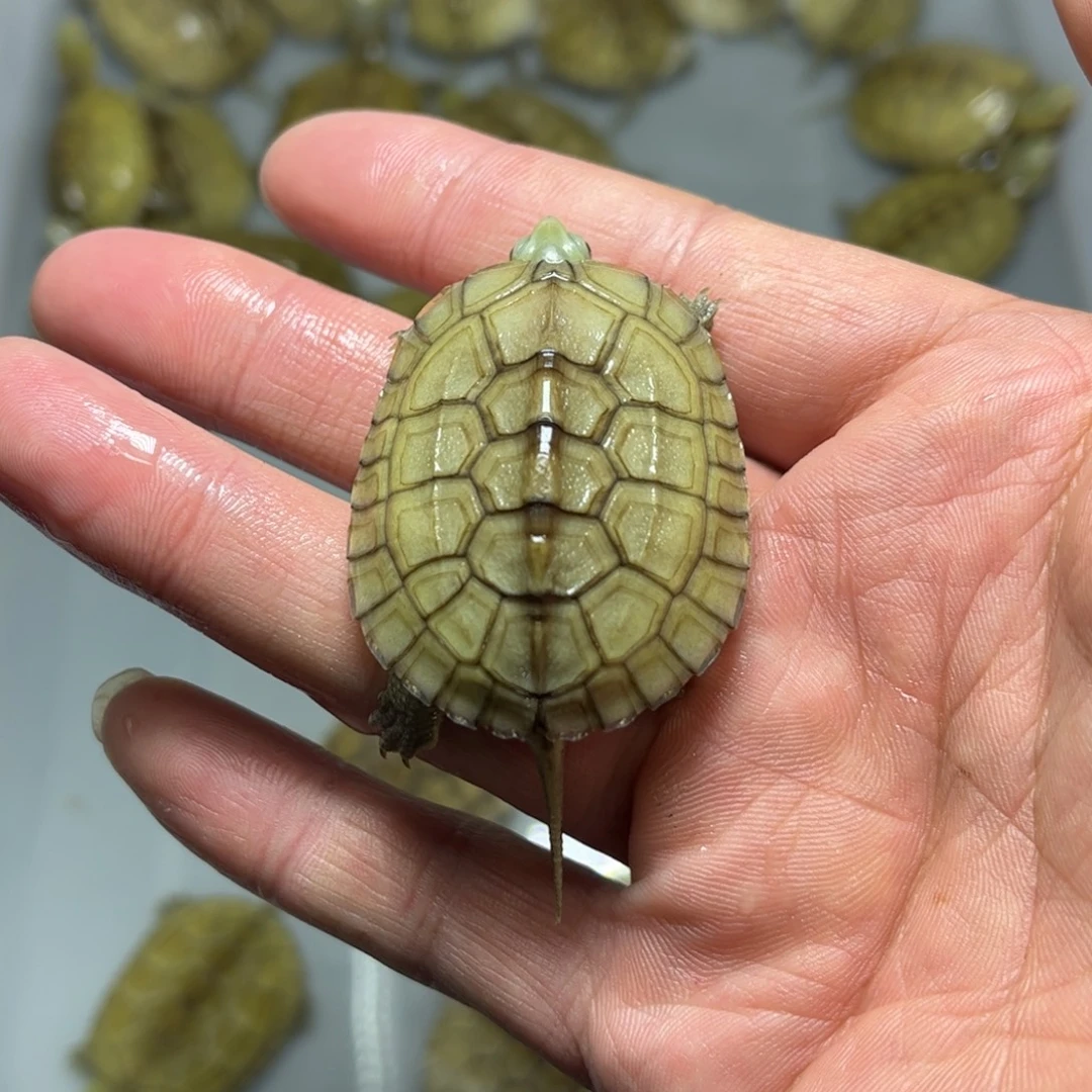 蜡***新宠物龟不分公母4.3厘米错甲青