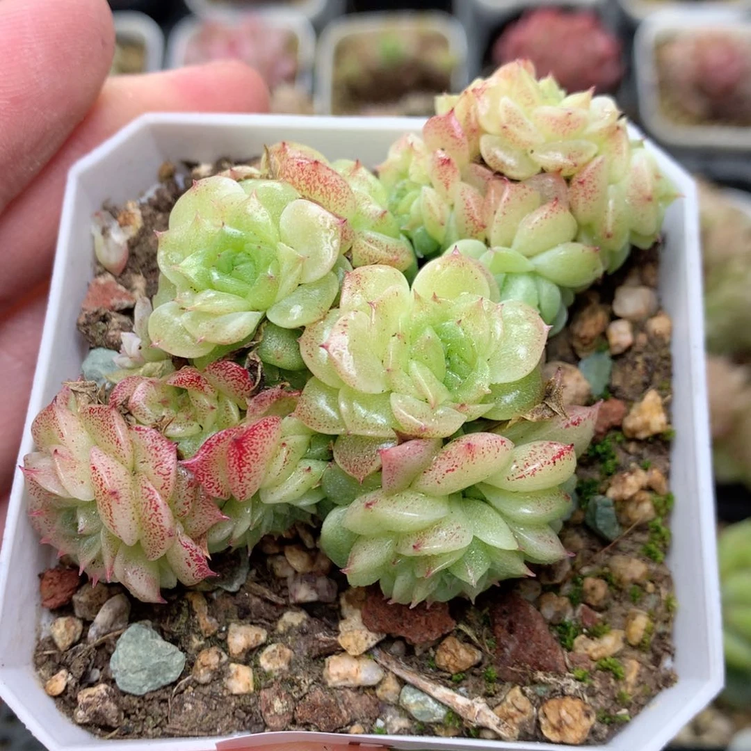 R33两群定繁编号B320