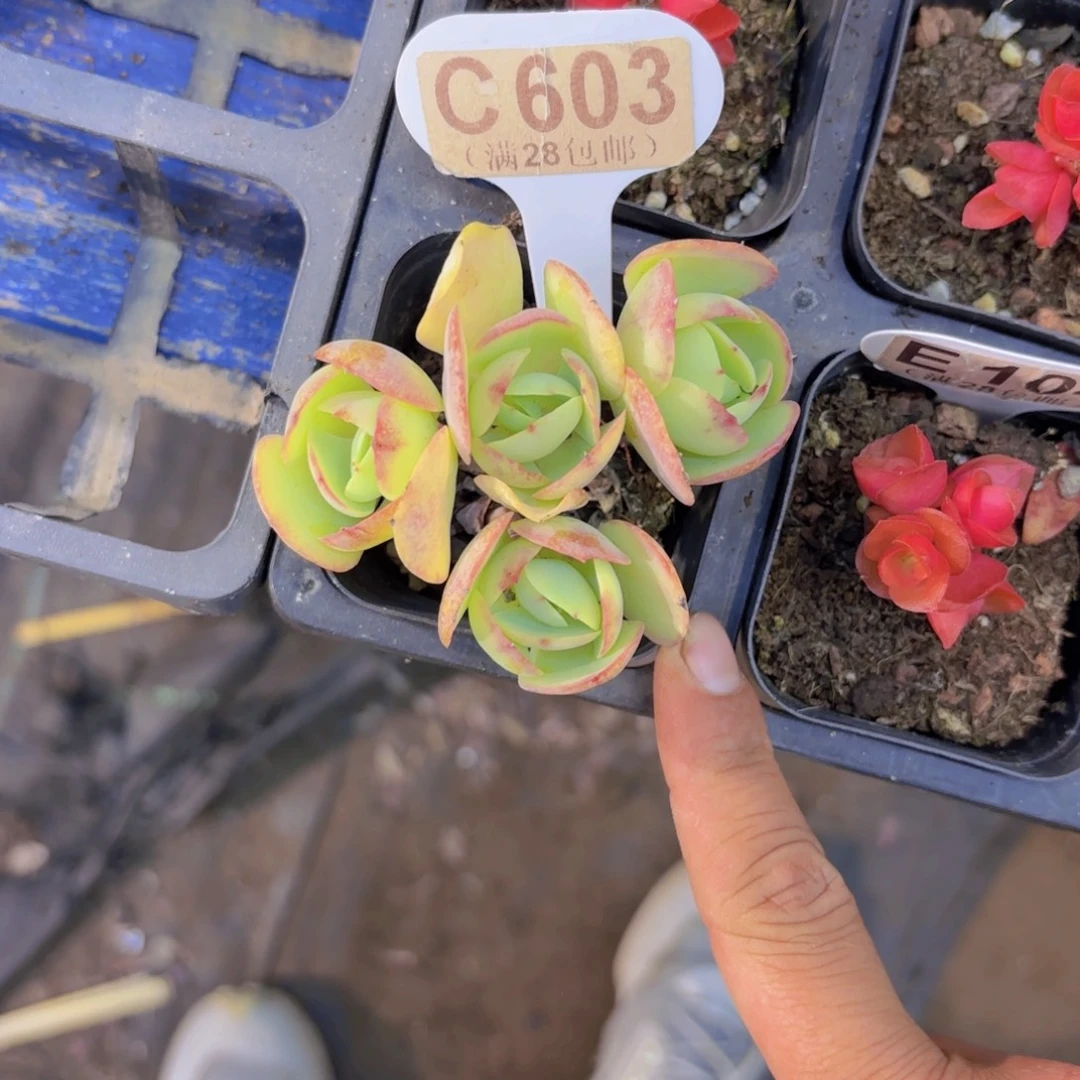 C603碧桃一物一拍