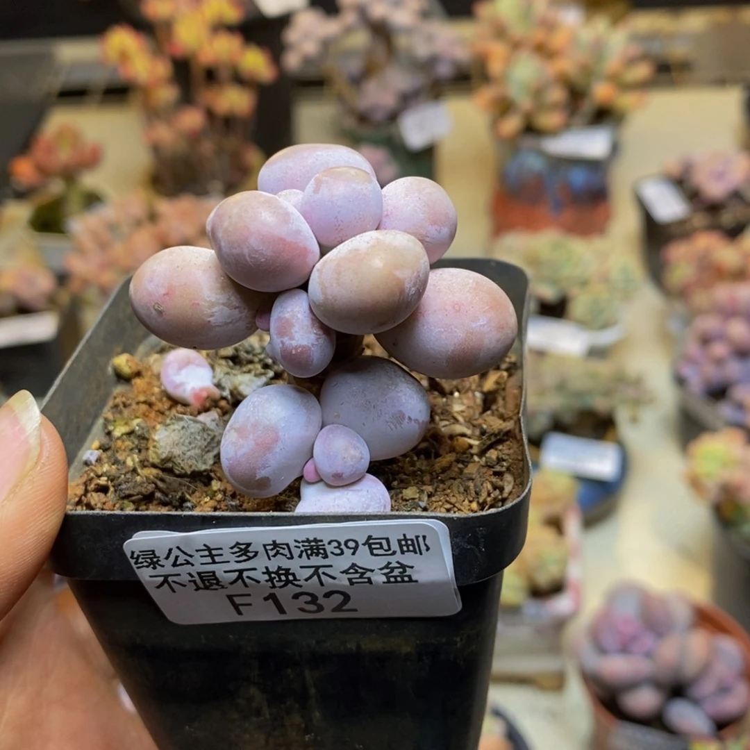 132橙奶多肉肉3cm