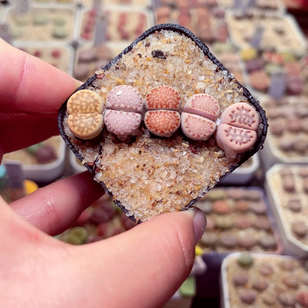 94号带盆包邮发货