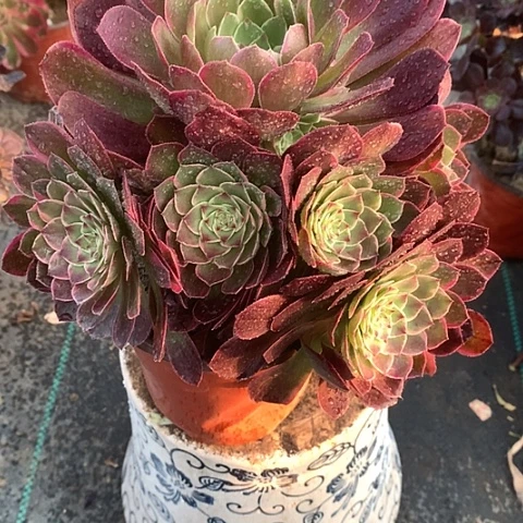 772高贵多肉植物