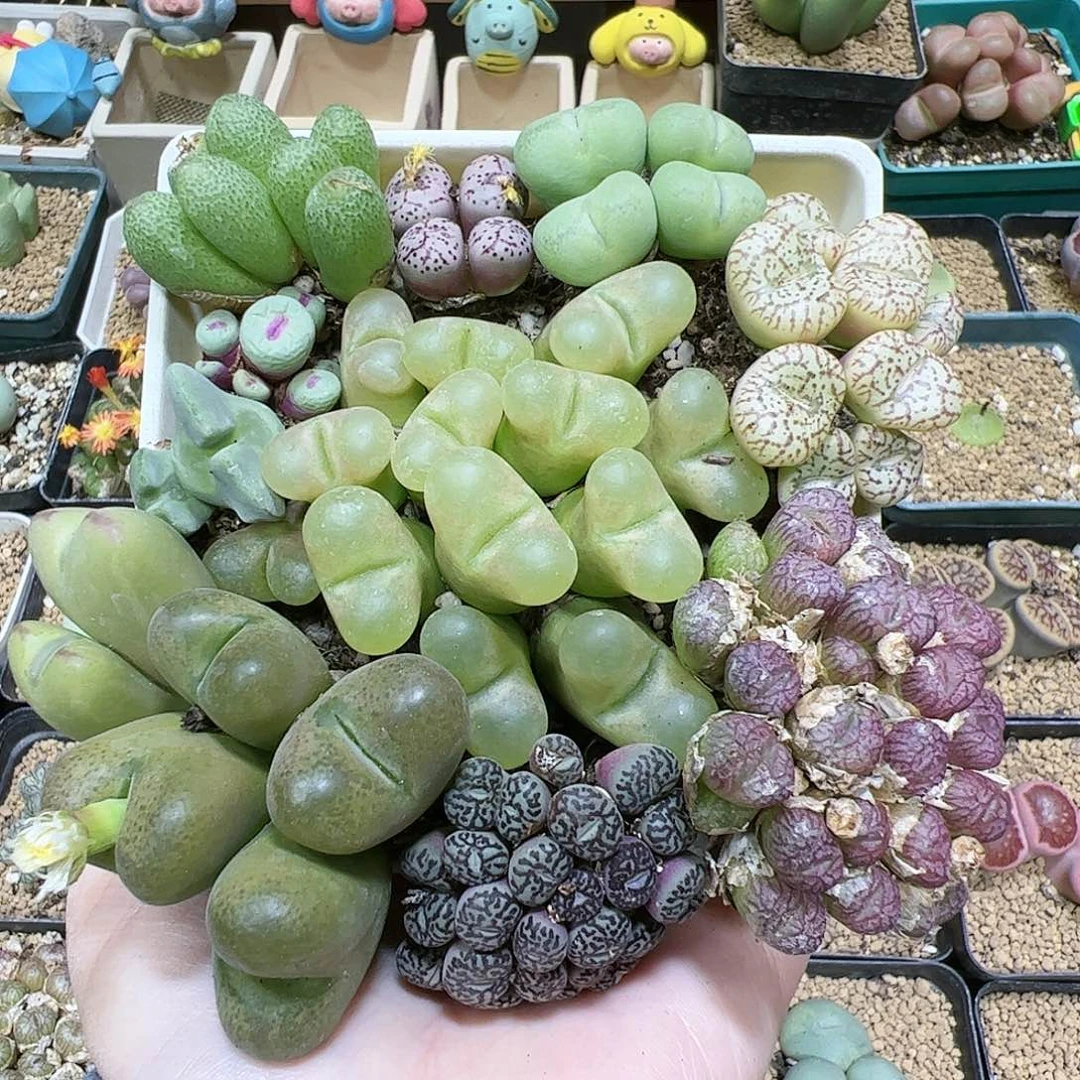 【闪购商品】269 高端福利 全部！必拍