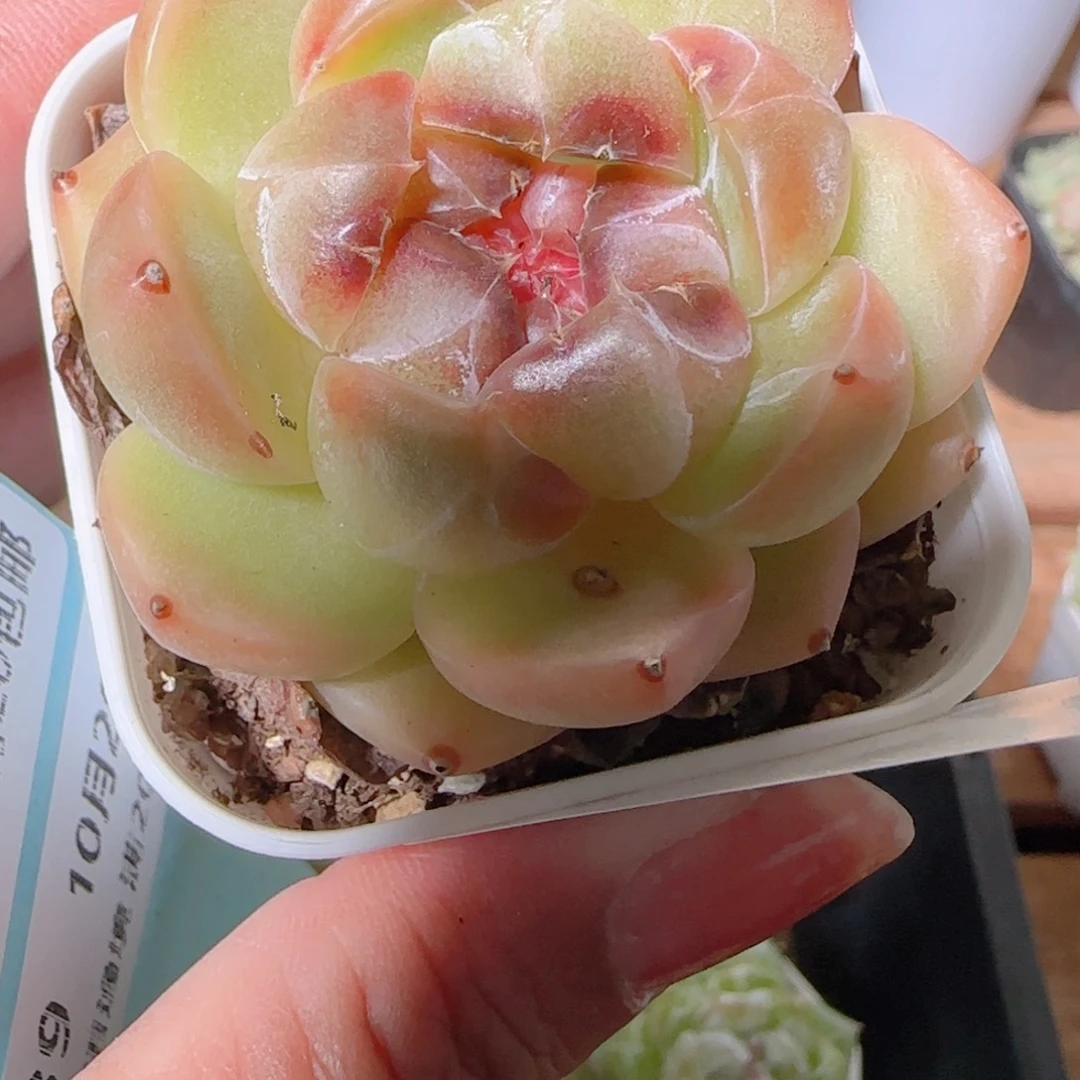 傲***子花语逸镜1029-38钻石珍妮
