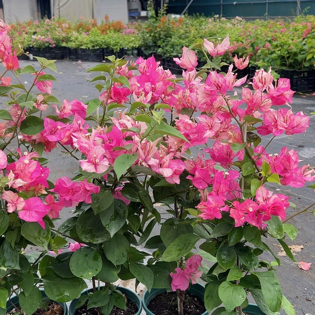 大部分开放少量花苞阿朱娜一颗