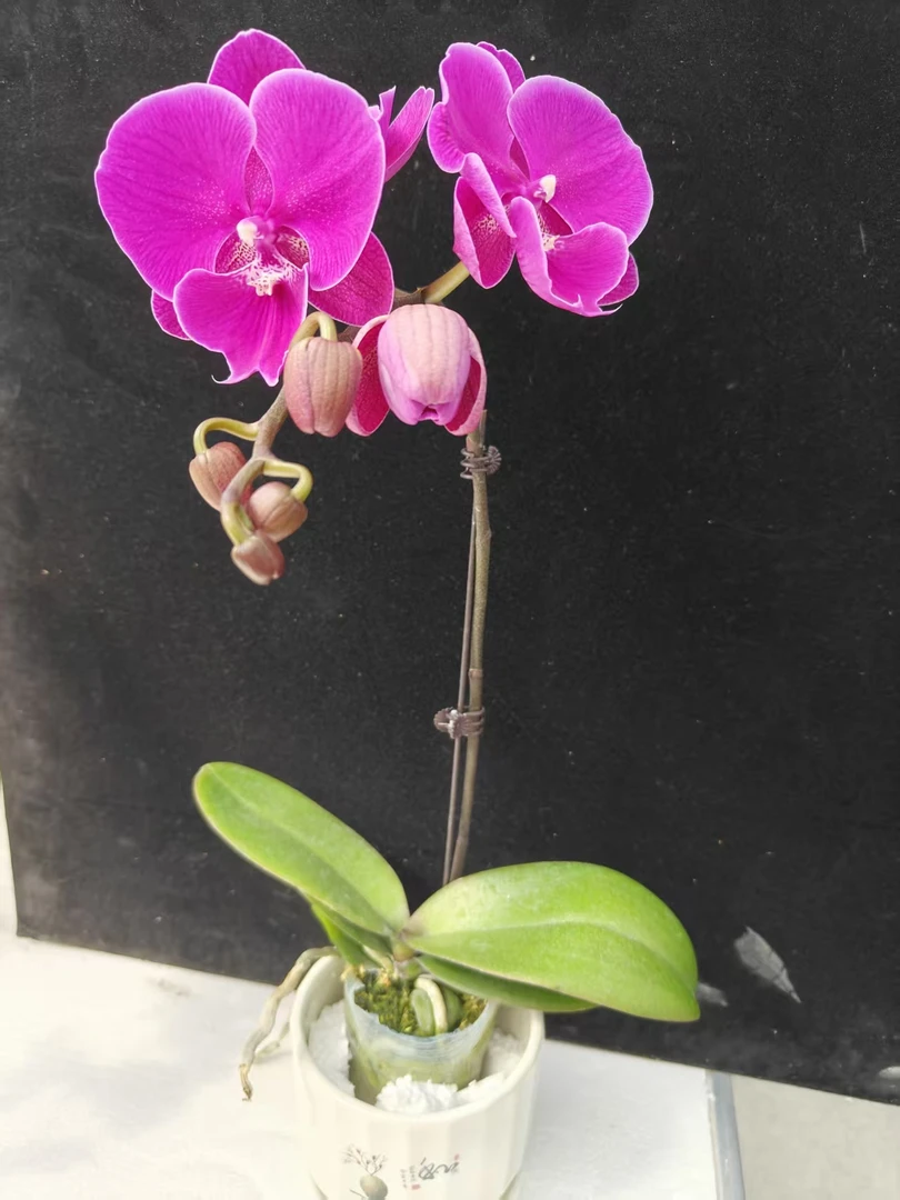 蝴蝶兰【大红豆】鲜花盆栽室内观赏花花佛山基地直发好养易活
