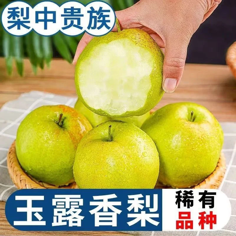 【正宗玉露香梨】25年头茬果 汁水甘甜爽口 薄皮多汁 脆甜爆汁
