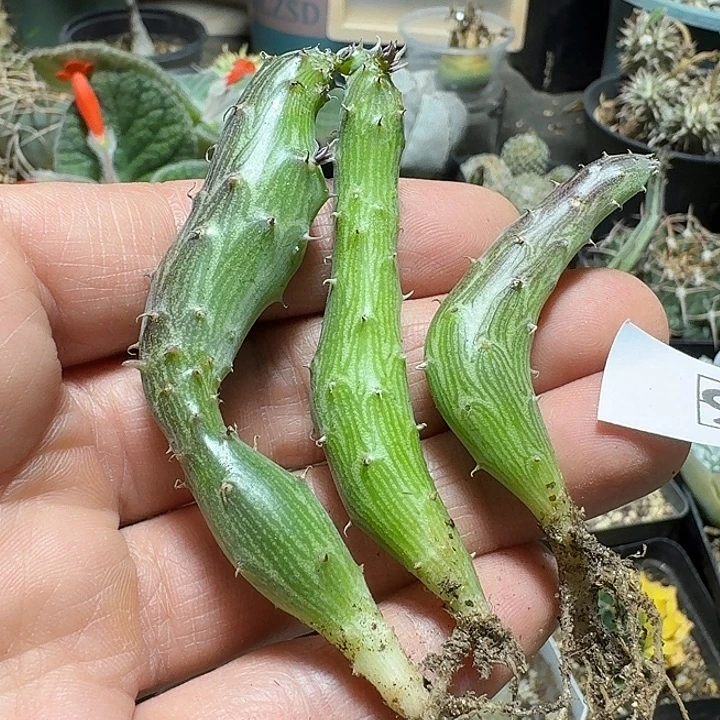 919泥鳅脱土发货一个随机