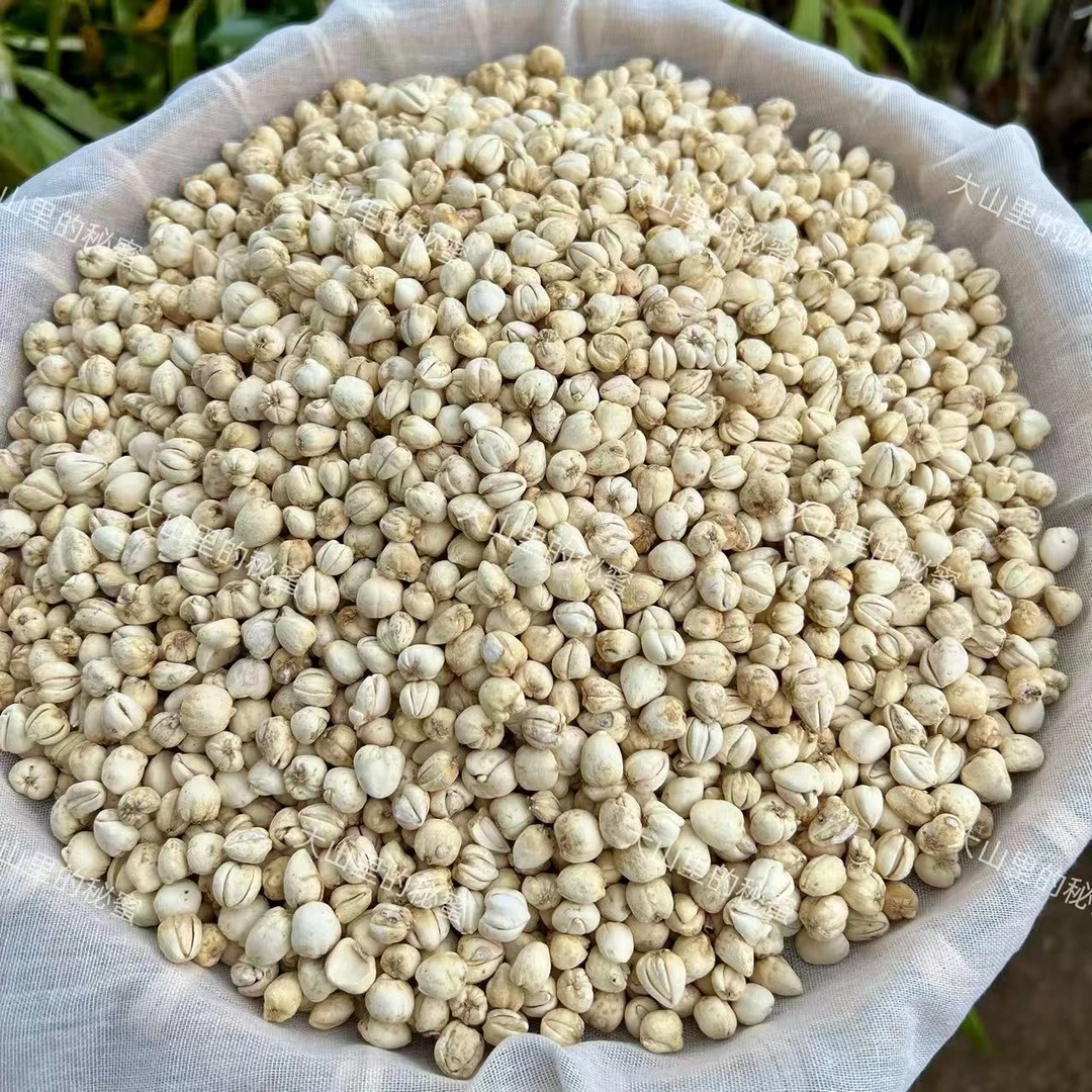 大山深处农家川贝母