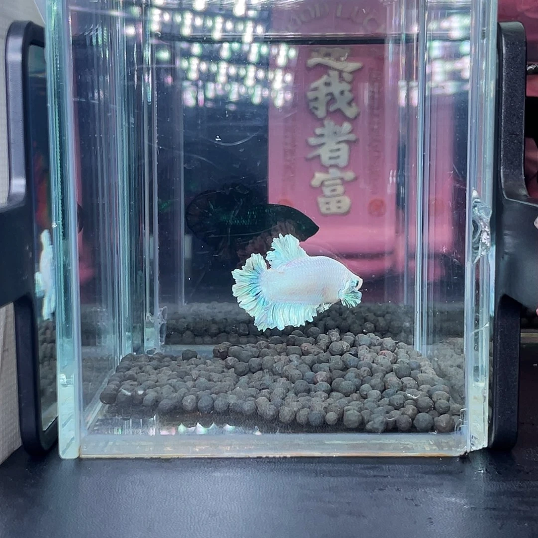 斗鱼16号98早绣球公