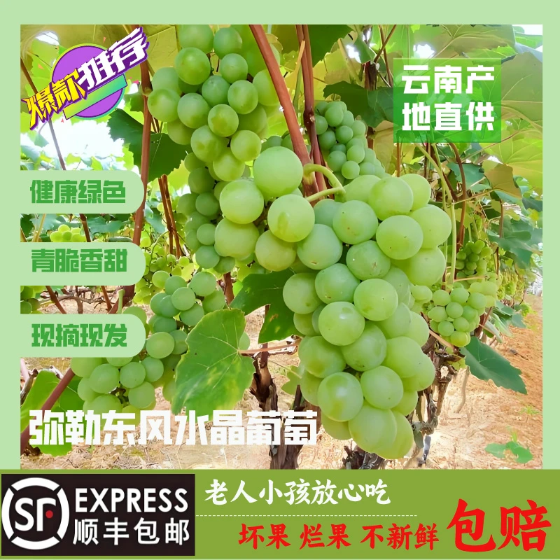 【顺丰包邮】云南弥勒东风水晶葡萄原产地香甜新鲜老婆爱吃香甜可口