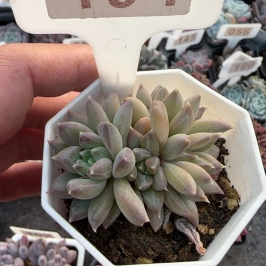 194青花瓷多肉植物多